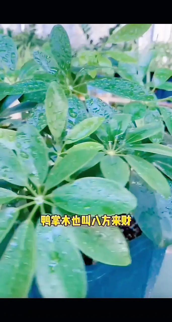 鹅掌楸怎么扦插，鹅掌楸怎么扦插视频-第2张图片-优品飞百科