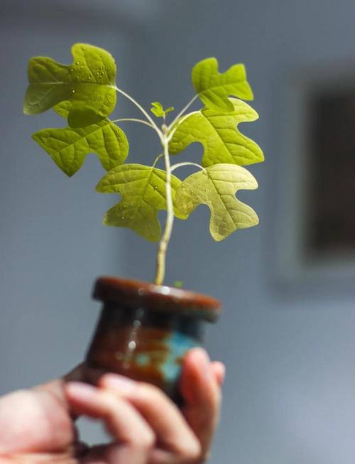 鹅掌楸怎么扦插，鹅掌楸怎么扦插视频-第3张图片-优品飞百科