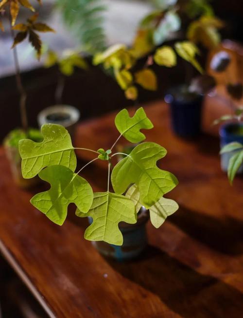 鹅掌楸怎么扦插，鹅掌楸怎么扦插视频-第4张图片-优品飞百科