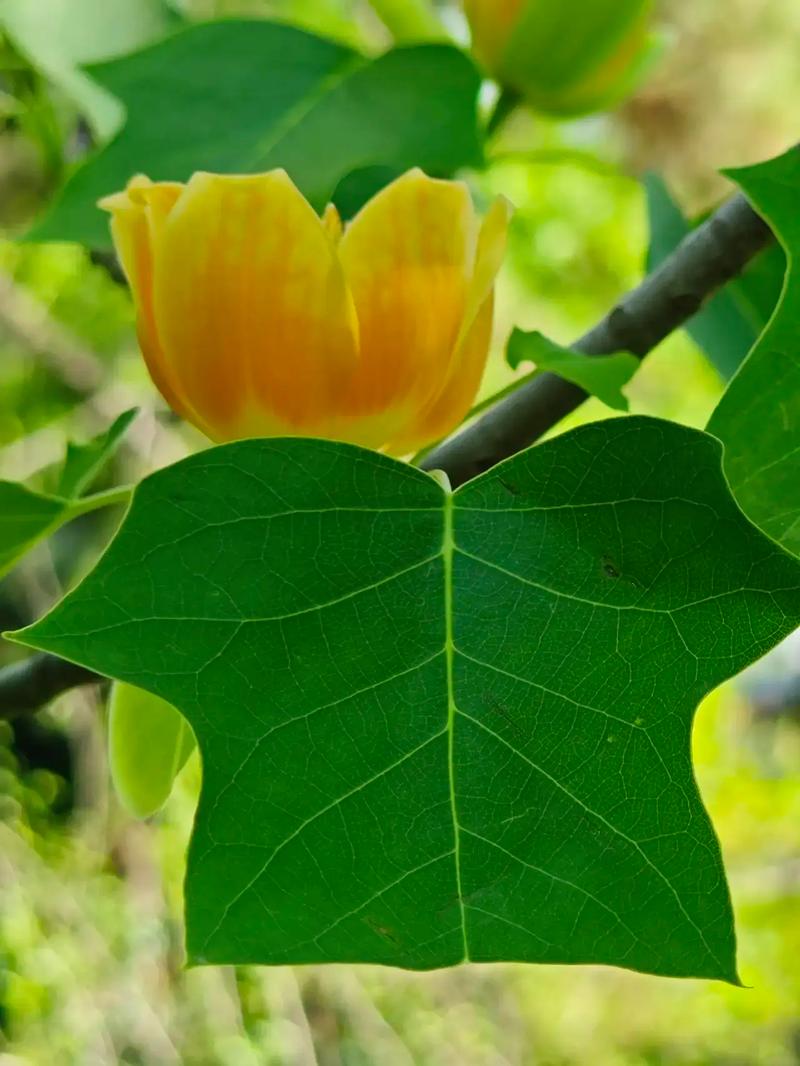 鹅掌楸怎么扦插，鹅掌楸怎么扦插视频-第5张图片-优品飞百科