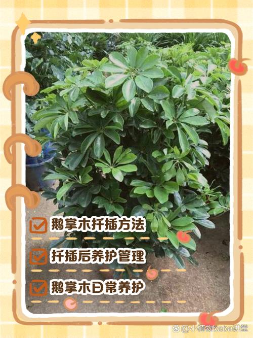 鹅掌楸怎么扦插，鹅掌楸怎么扦插视频-第6张图片-优品飞百科