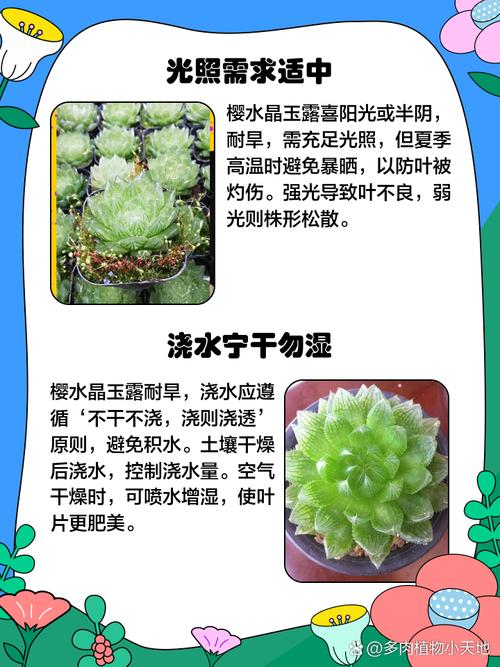 玉露春天怎么养，玉露春天怎么养才能饱满通透