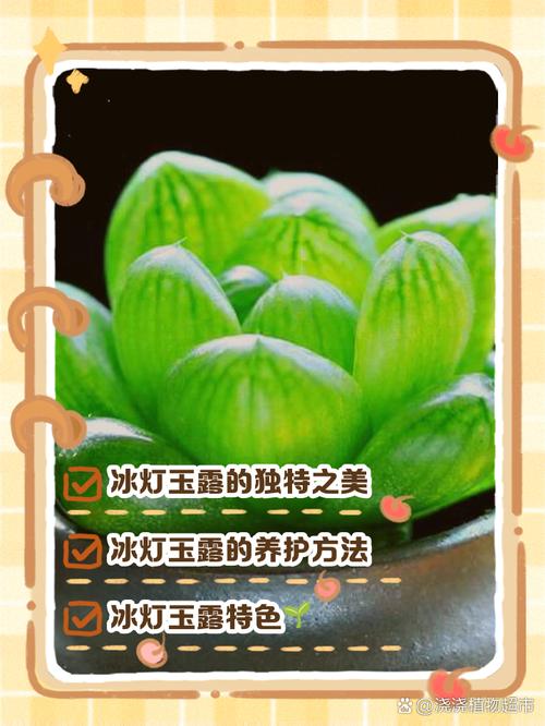 玉露春天怎么养，玉露春天怎么养才能饱满通透-第2张图片-优品飞百科