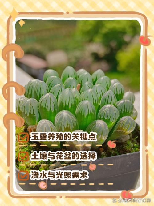 玉露春天怎么养，玉露春天怎么养才能饱满通透-第4张图片-优品飞百科