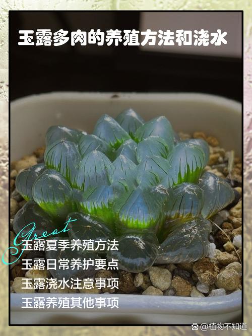 玉露春天怎么养，玉露春天怎么养才能饱满通透-第6张图片-优品飞百科