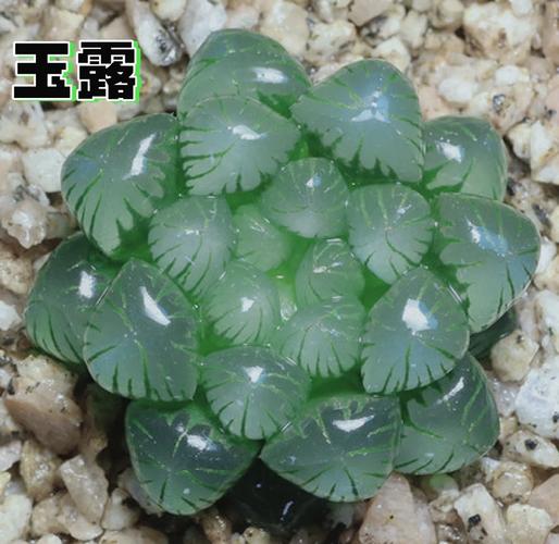 玉露春天怎么养，玉露春天怎么养才能饱满通透-第7张图片-优品飞百科