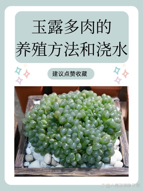 玉露春天怎么养，玉露春天怎么养才能饱满通透-第8张图片-优品飞百科