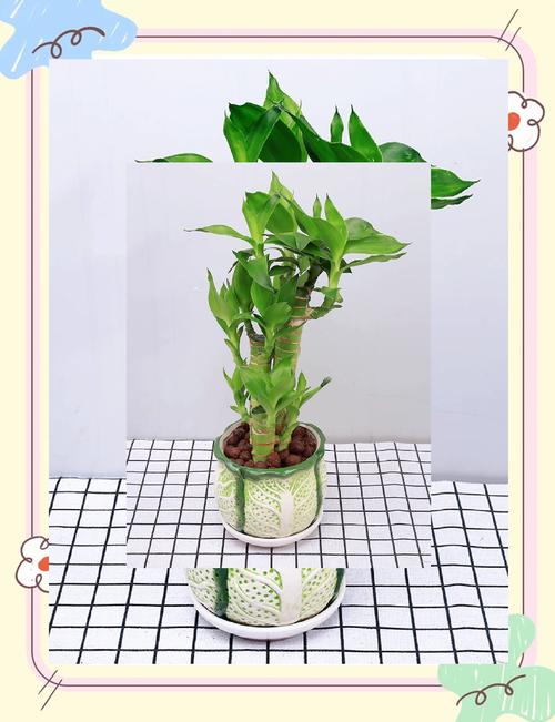 富贵竹怎么浇水,富贵竹怎么浇水几天用肥料一次-第4张图片-优品飞百科 富贵竹怎么浇水,富贵竹怎么浇水几天用肥料一次-第4张图片-优品飞百科