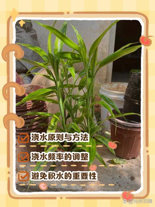 富贵竹怎么浇水,富贵竹怎么浇水几天用肥料一次-第5张图片-优品飞百科 富贵竹怎么浇水,富贵竹怎么浇水几天用肥料一次-第5张图片-优品飞百科