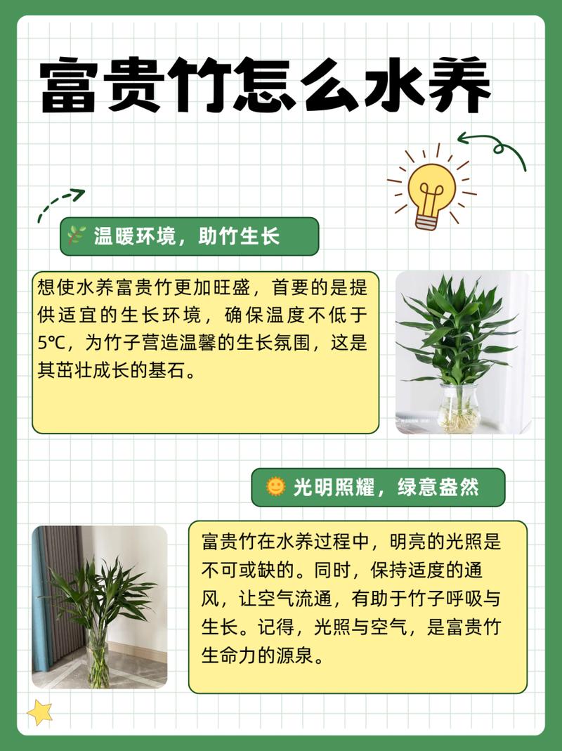 富贵竹怎么浇水,富贵竹怎么浇水几天用肥料一次-第6张图片-优品飞百科 富贵竹怎么浇水,富贵竹怎么浇水几天用肥料一次-第6张图片-优品飞百科
