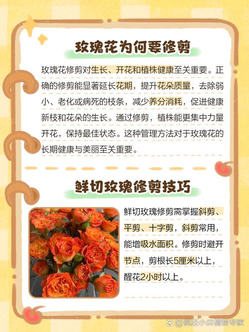 玫瑰开花后需要剪掉吗，玫瑰花开花了要把花剪下来吗?？-第1张图片-优品飞百科