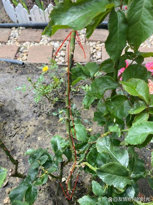 玫瑰开花后需要剪掉吗，玫瑰花开花了要把花剪下来吗?？-第3张图片-优品飞百科