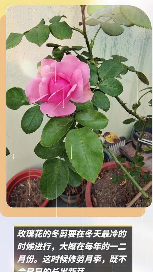 玫瑰开花后需要剪掉吗，玫瑰花开花了要把花剪下来吗?？-第4张图片-优品飞百科