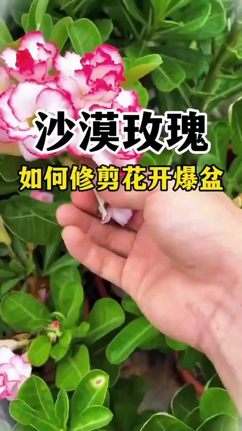 玫瑰开花后需要剪掉吗，玫瑰花开花了要把花剪下来吗?？-第5张图片-优品飞百科