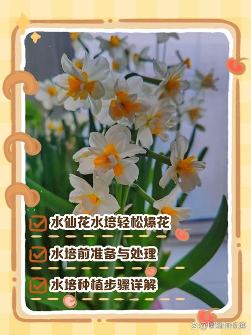 水培水仙花春天怎么办，水培水仙花注意事项？