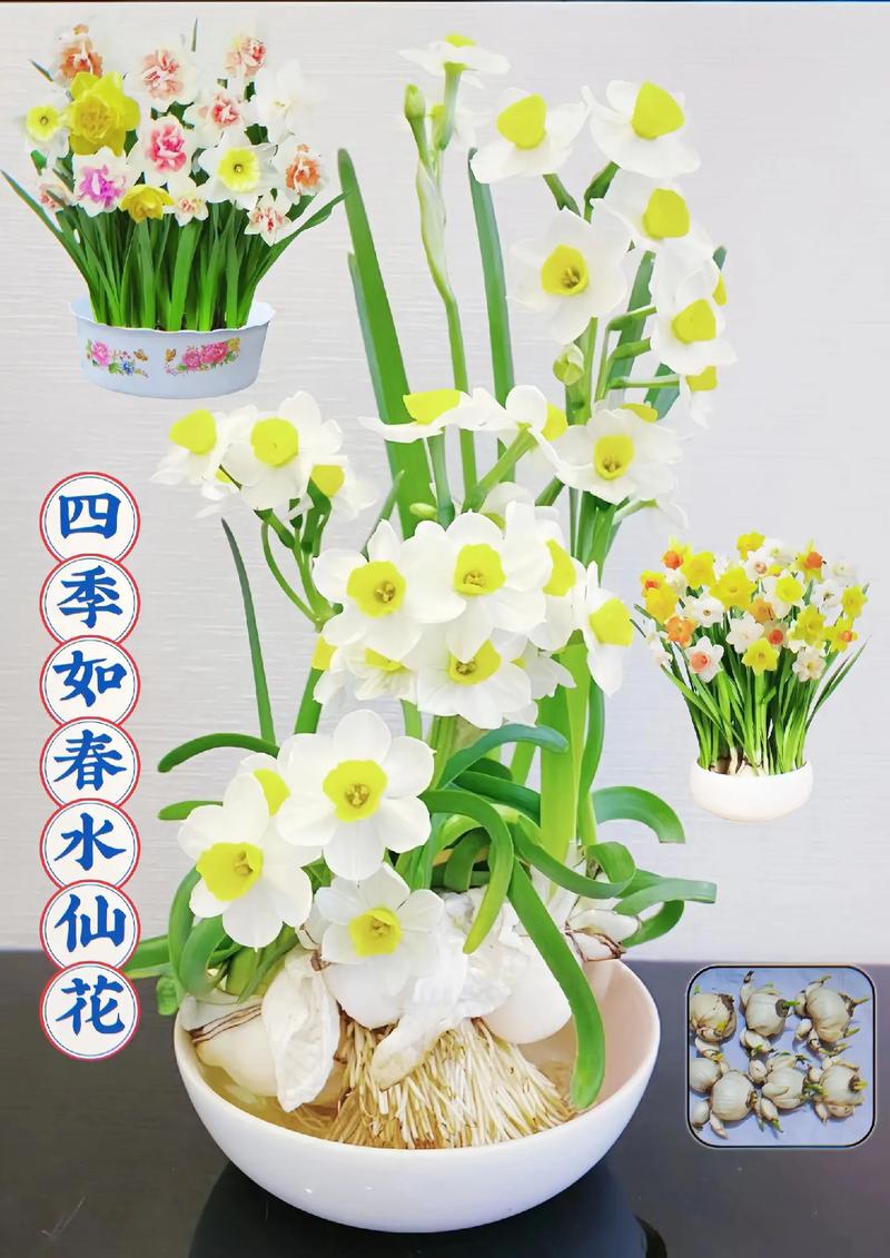 水培水仙花春天怎么办,水培水仙花注意事项?-第2张图片-优品飞百科 水培水仙花春天怎么办,水培水仙花注意事项?-第2张图片-优品飞百科