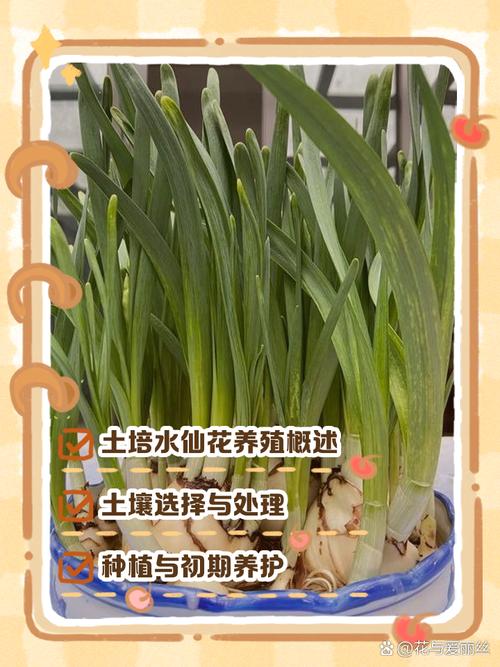 水培水仙花春天怎么办,水培水仙花注意事项?-第3张图片-优品飞百科 水培水仙花春天怎么办,水培水仙花注意事项?-第3张图片-优品飞百科
