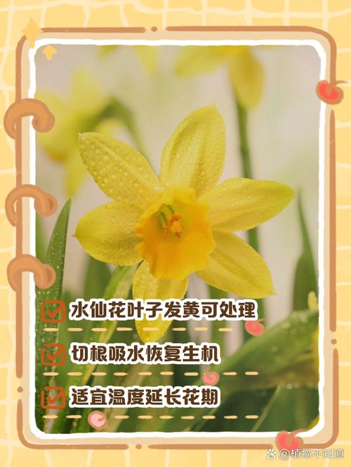 水培水仙花春天怎么办,水培水仙花注意事项?-第4张图片-优品飞百科 水培水仙花春天怎么办,水培水仙花注意事项?-第4张图片-优品飞百科