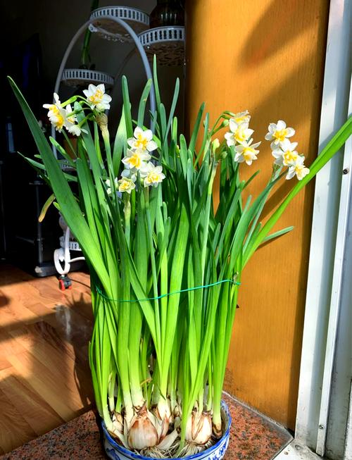 水培水仙花春天怎么办,水培水仙花注意事项?-第6张图片-优品飞百科 水培水仙花春天怎么办,水培水仙花注意事项?-第6张图片-优品飞百科