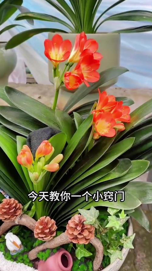 君子兰养〖One〗、两年不开花，君子兰养二年了怎么不开花？