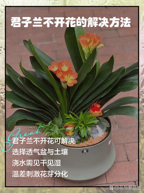 君子兰养〖One〗、两年不开花，君子兰养二年了怎么不开花？-第2张图片-优品飞百科