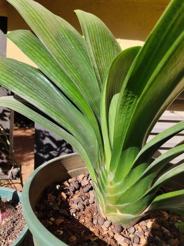 君子兰养〖One〗、两年不开花，君子兰养二年了怎么不开花？-第3张图片-优品飞百科