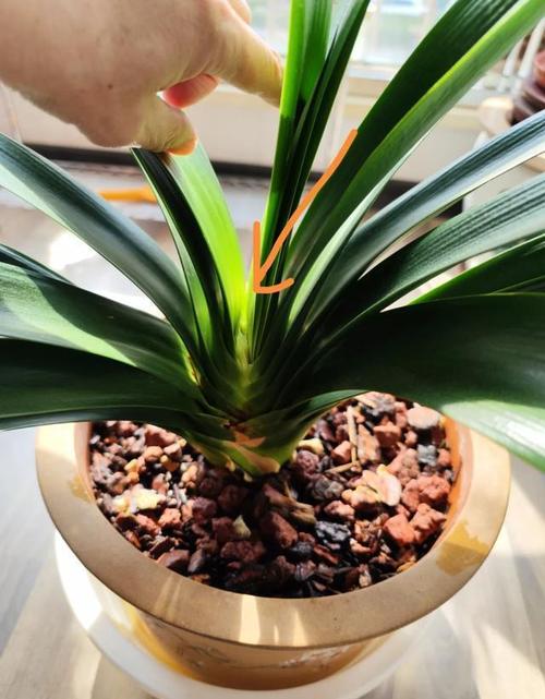 君子兰养〖One〗、两年不开花，君子兰养二年了怎么不开花？-第4张图片-优品飞百科