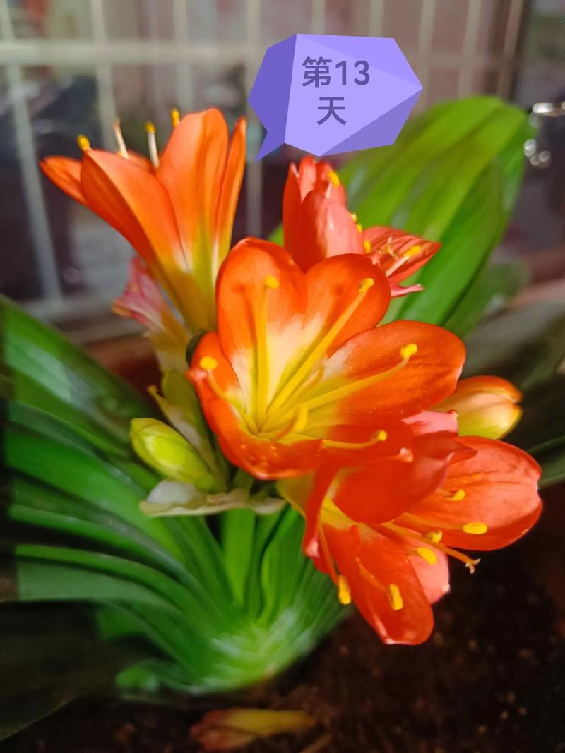 君子兰养〖One〗、两年不开花，君子兰养二年了怎么不开花？-第5张图片-优品飞百科