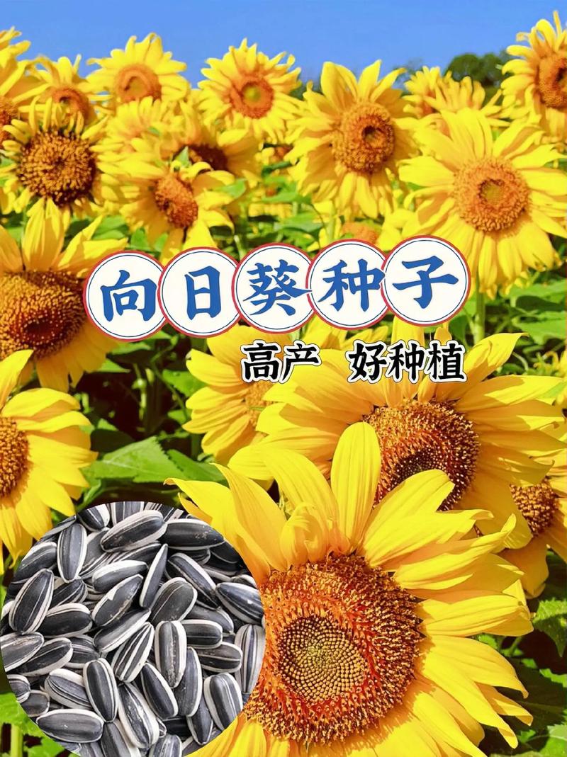 向日葵种子哪一头朝下，向日葵种子是尖头朝下还是朝上?