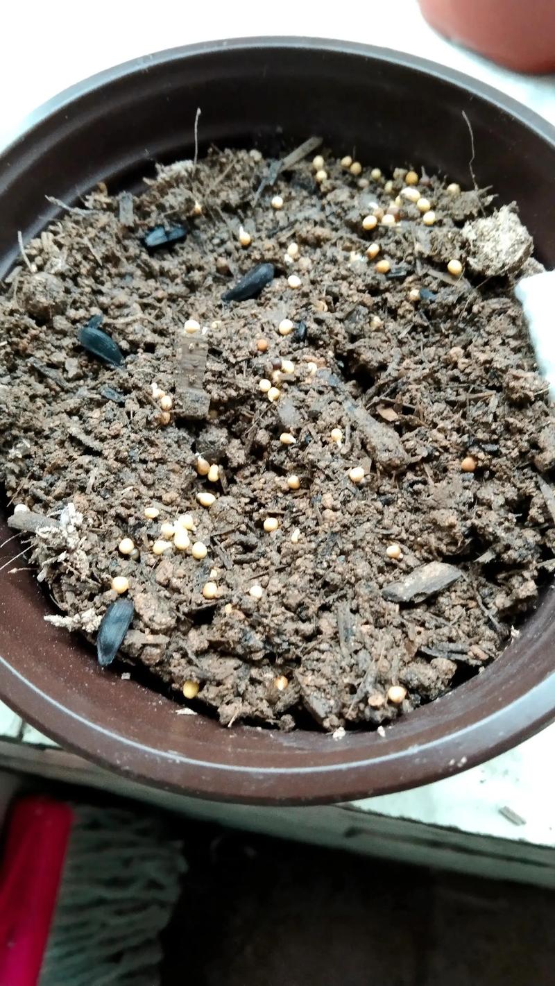 向日葵种子哪一头朝下，向日葵种子是尖头朝下还是朝上?-第2张图片-优品飞百科