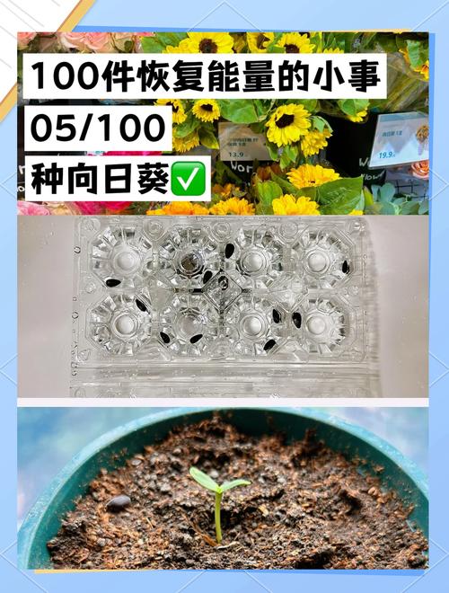 向日葵种子哪一头朝下，向日葵种子是尖头朝下还是朝上?-第3张图片-优品飞百科
