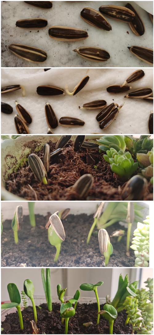 向日葵种子哪一头朝下，向日葵种子是尖头朝下还是朝上?-第4张图片-优品飞百科