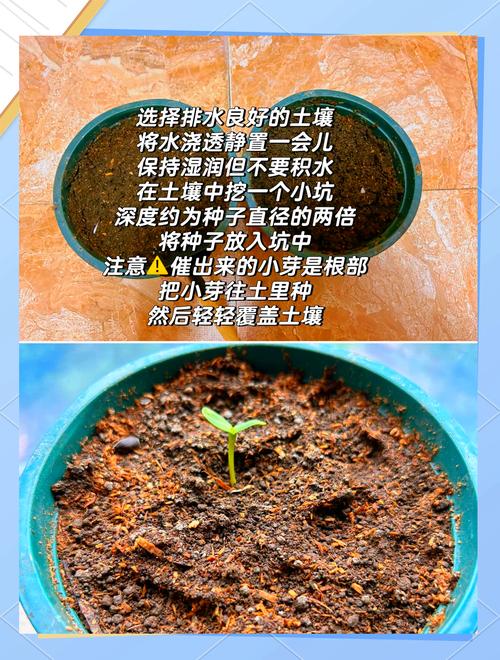 向日葵种子哪一头朝下，向日葵种子是尖头朝下还是朝上?-第5张图片-优品飞百科