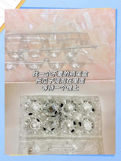 向日葵种子哪一头朝下，向日葵种子是尖头朝下还是朝上?-第6张图片-优品飞百科