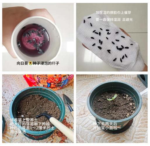 向日葵种子哪一头朝下，向日葵种子是尖头朝下还是朝上?-第7张图片-优品飞百科