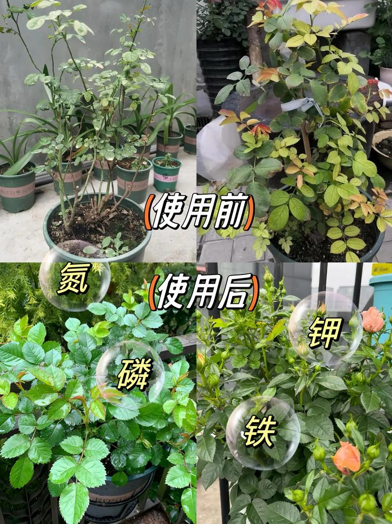 月季花施肥施什么肥料，月季花施什么肥?