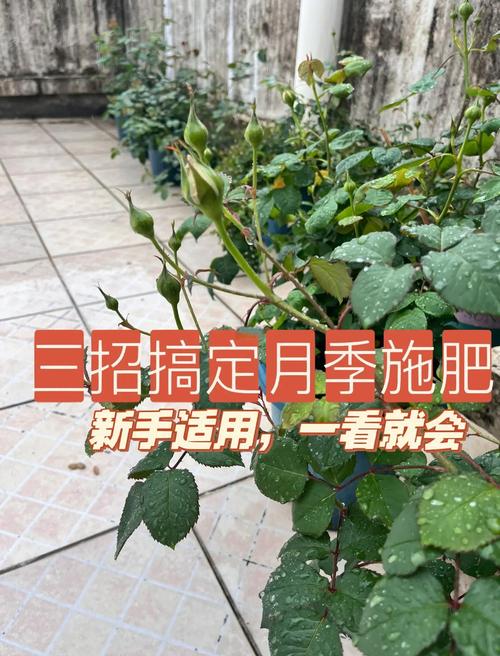 月季花施肥施什么肥料,月季花施什么肥?-第4张图片-优品飞百科 月季花施肥施什么肥料,月季花施什么肥?-第4张图片-优品飞百科