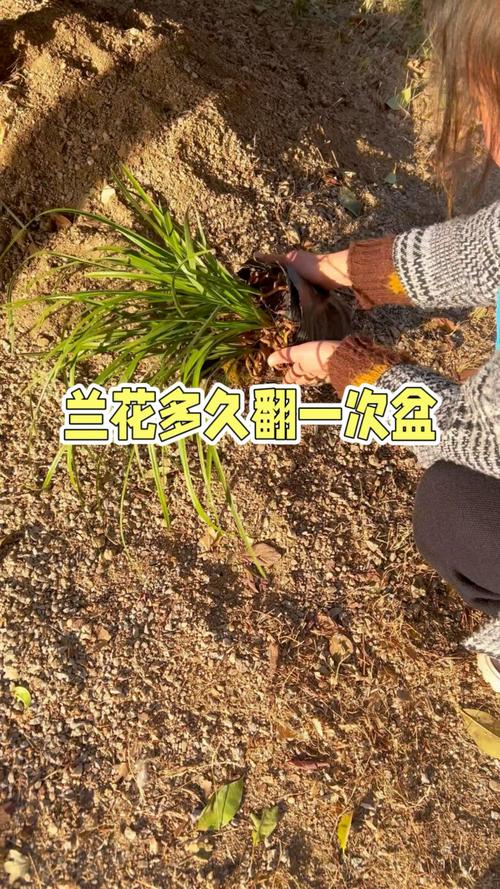 兰花何时换盆，墨兰啥时候分盆和换盆好？