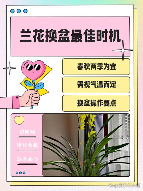 兰花何时换盆，墨兰啥时候分盆和换盆好？-第2张图片-优品飞百科