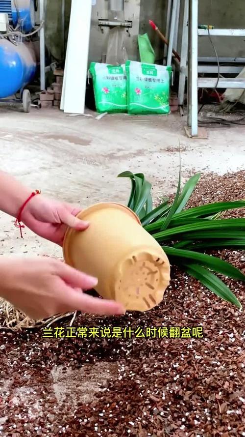 兰花何时换盆，墨兰啥时候分盆和换盆好？-第3张图片-优品飞百科