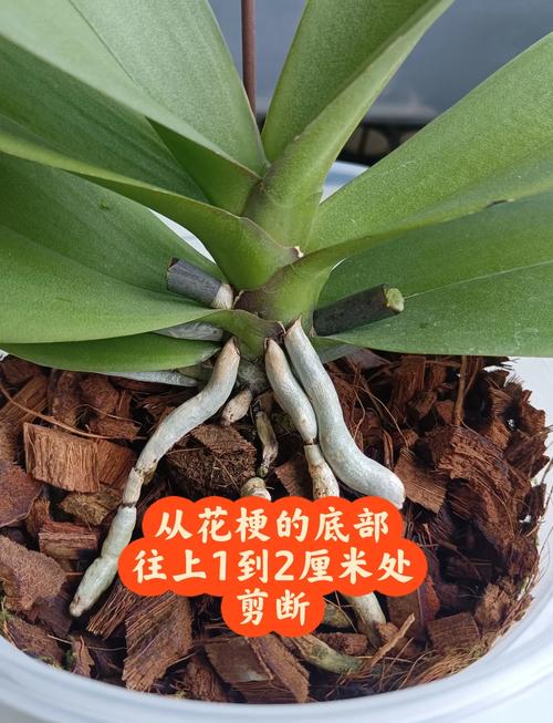 兰花何时换盆，墨兰啥时候分盆和换盆好？-第4张图片-优品飞百科