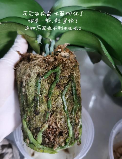 兰花何时换盆，墨兰啥时候分盆和换盆好？-第5张图片-优品飞百科