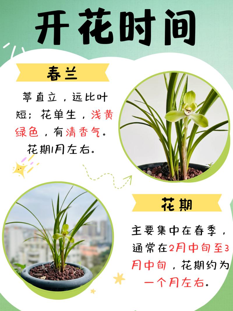 兰花何时换盆，墨兰啥时候分盆和换盆好？-第6张图片-优品飞百科