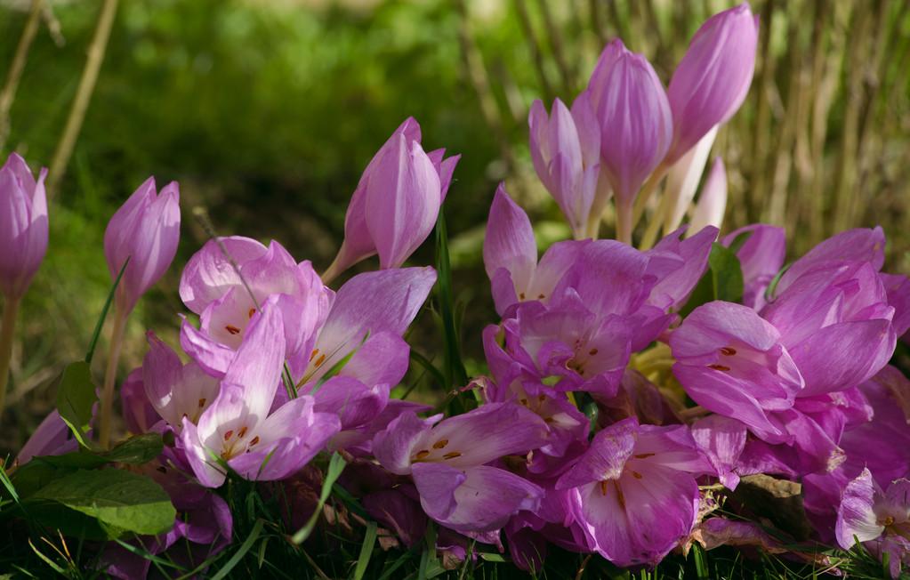 番红花秋天怎么养，番红花怎么浇水