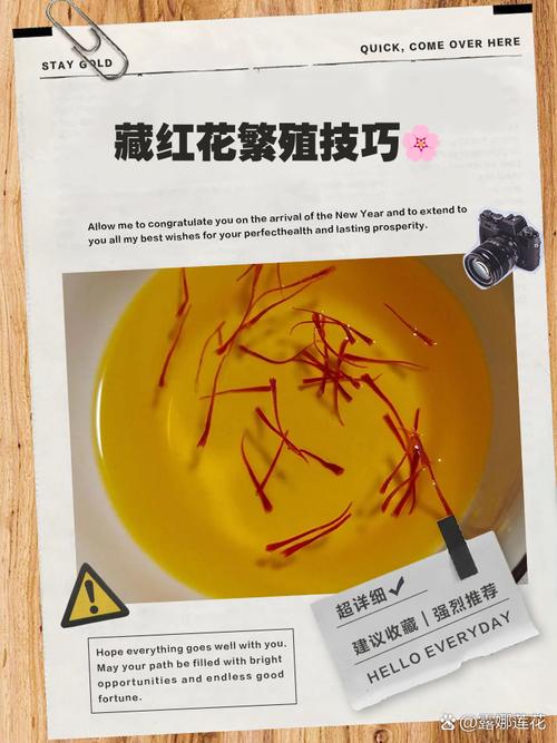 番红花秋天怎么养，番红花怎么浇水-第2张图片-优品飞百科