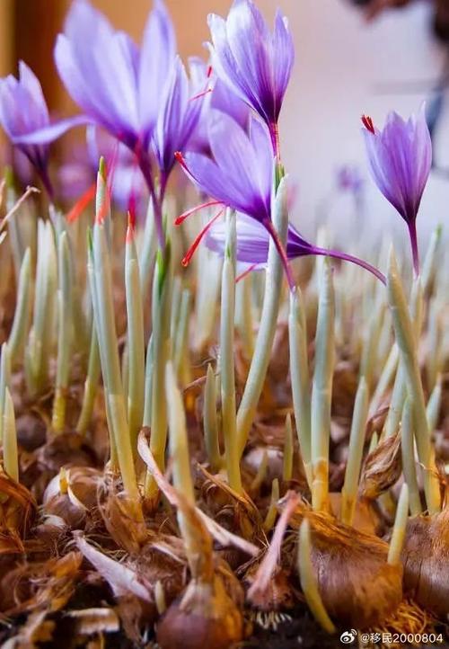 番红花秋天怎么养，番红花怎么浇水-第3张图片-优品飞百科