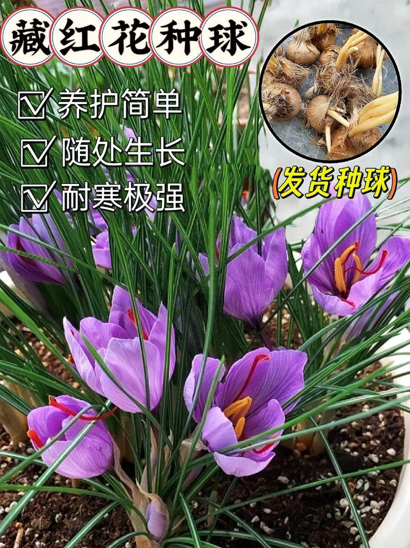 番红花秋天怎么养，番红花怎么浇水-第5张图片-优品飞百科