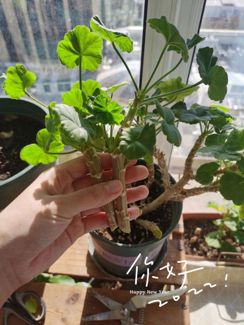 天竺葵花开败了怎么办，天竺葵花开败了怎么办视频