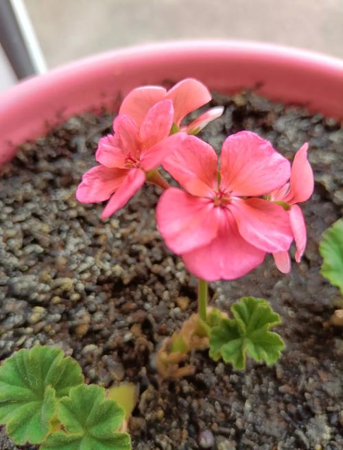 天竺葵花开败了怎么办，天竺葵花开败了怎么办视频-第2张图片-优品飞百科