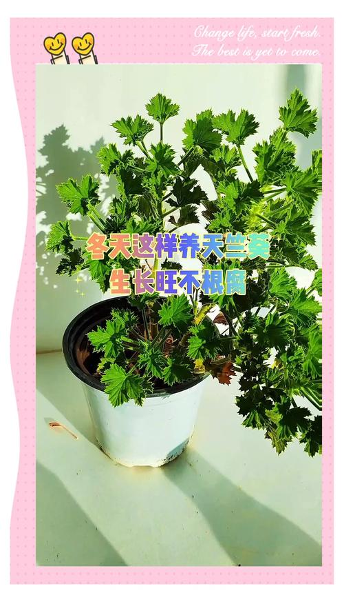 天竺葵花开败了怎么办，天竺葵花开败了怎么办视频-第3张图片-优品飞百科